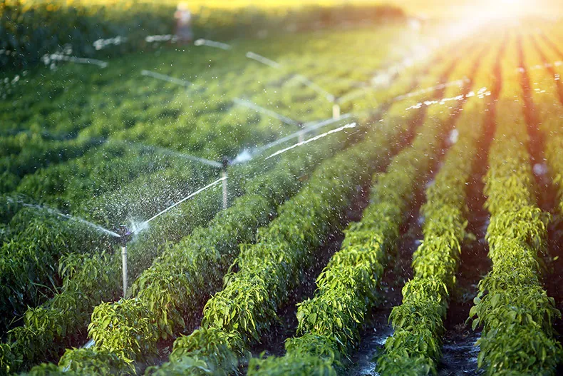 Campo de cultivo con riego por aspersión al atardecer